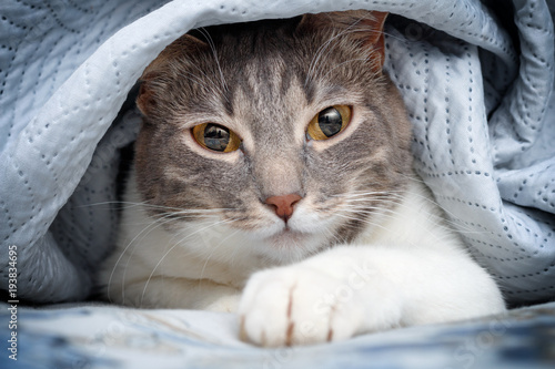 Cat grey white color peeking out from under the blankets photo