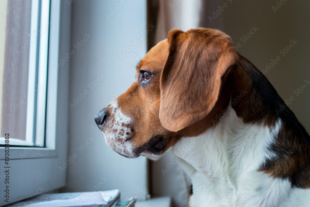 American beagle bulldog looking through the window