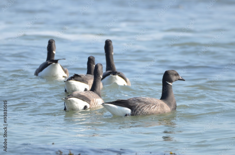 Fototapeta premium Bernache cravant à ventre sombre (Branta bernicla bernicla)