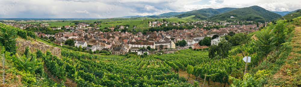 grape fields panorama