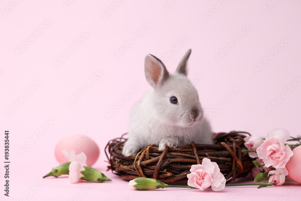 Fototapeta premium Easter bunny rabbit with spring flowers and painted eggs on pink background, Easter holiday concept.