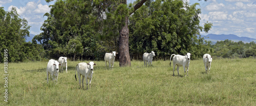 Nellore cattle steers on green pasture