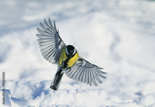 sweetheart a beautiful bird flies widely spread its wings on a snow white background