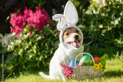 Fototapeta Naklejka Na Ścianę i Meble -  Funny pet dog wearing easter bunny costume and festive basket with painted eggs