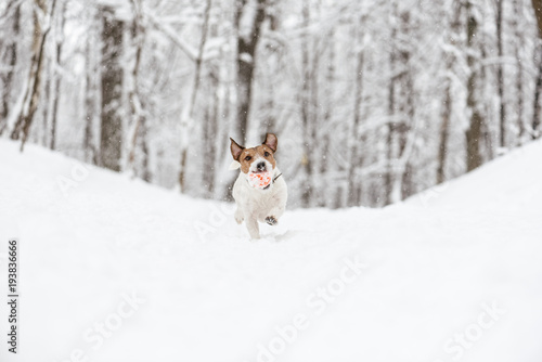 Fototapeta Naklejka Na Ścianę i Meble -  Dog playing on snow with toy ball during heavy snowfall