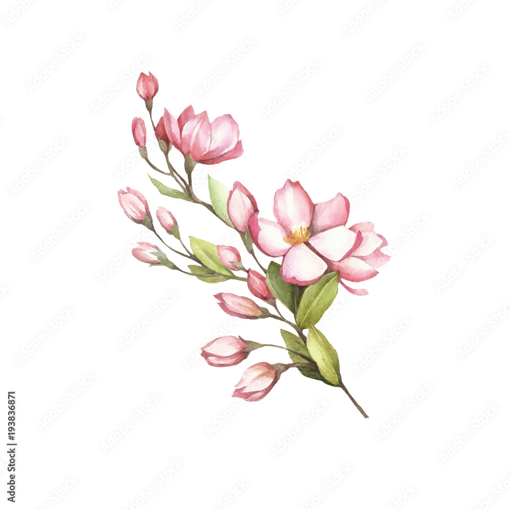 Fototapeta premium Branch of sakura blossoms. Hand draw watercolor illustration.