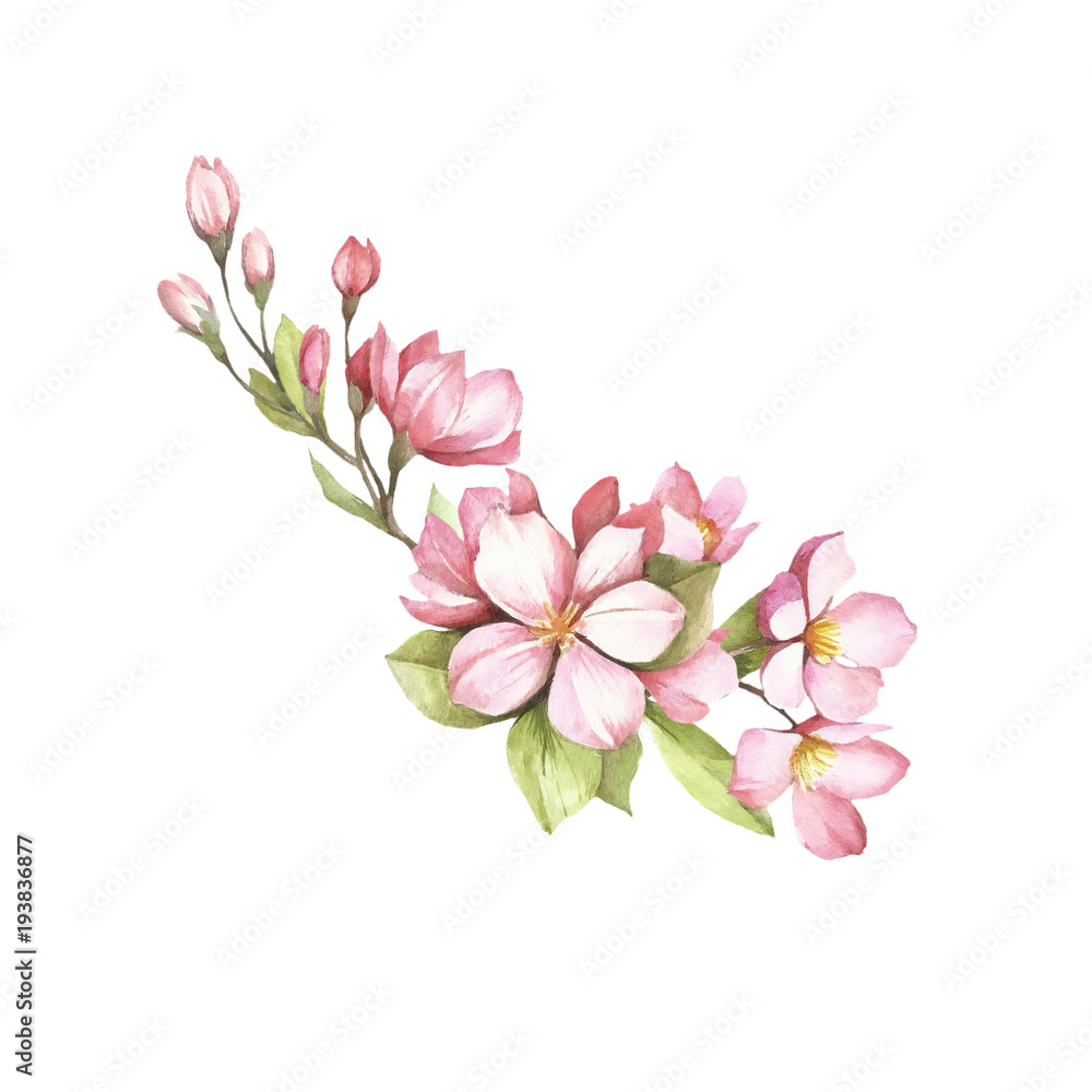 Branch of sakura blossoms. Hand draw watercolor illustration.