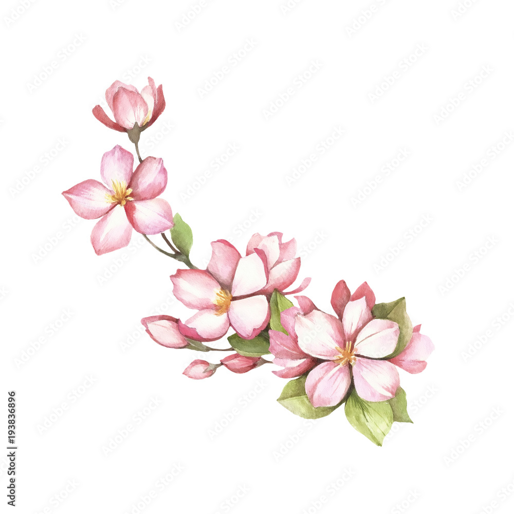 Fototapeta premium Branch of sakura blossoms. Hand draw watercolor illustration.