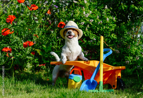 Fototapeta Naklejka Na Ścianę i Meble -  Dog as funny gardener with garden  tools and wheelbarrow near poppy flowers