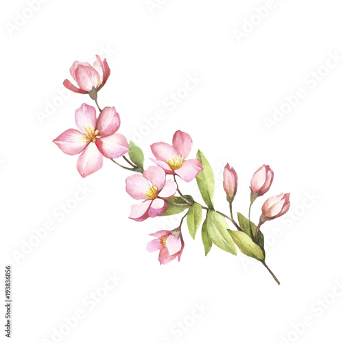 Branch of sakura blossoms. Hand draw watercolor illustration. © adelveys