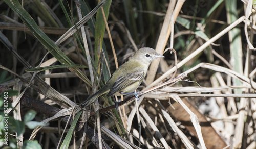 A Bell's Vireo (Vireo bellii) Perched on a Branch in Dense Brush in Mexico photo