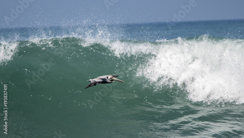 Brown Pelican (Pelecanus occidentalis) Flying Below and Ocean Wave in Mexico