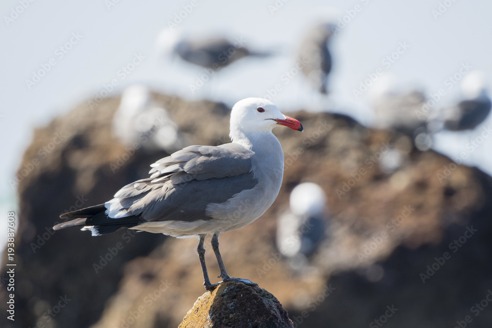 Fototapeta premium Heerman's Gull ( Larus heermanni) Standing on Rocks at the Ocean Edge in Mexico