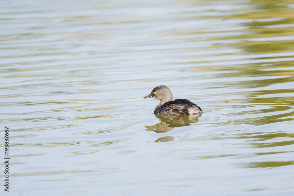 Least Grebe (Tachybaptus dominicus) Swimming in a Small Freshwater Lake in Mexico Least Grebe (Tachybaptus dominicus) Swimming in a Small Freshwater Lake in Mexico