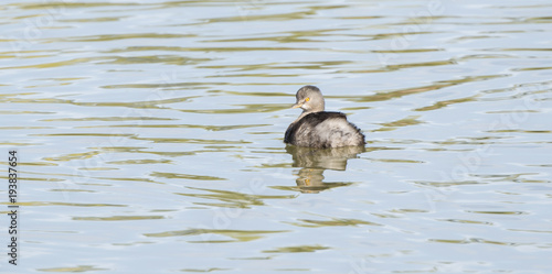 Least Grebe (Tachybaptus dominicus) Swimming in a Small Freshwater Lake in Mexico photo