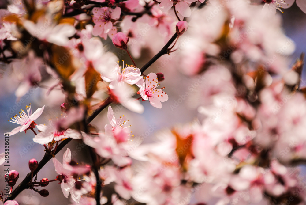 Ast von Mandelbaum mit pinken Blüten