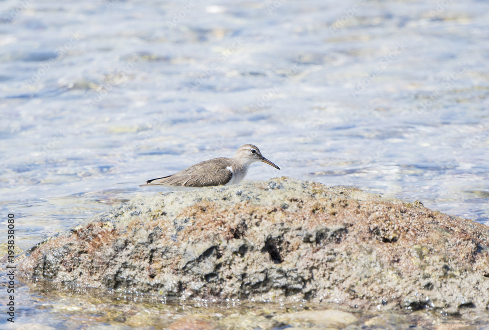 Spotted Sandpiper (Actitis macularius) Foraging in the Rocks on a Beach in Mexico Spotted Sandpiper (Actitis macularius) Foraging in the Rocks on a Beach in Mexico