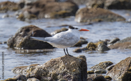 Royal Tern  Thalasseus maximus  Resting on Rocks on the Shore of the Ocean in Mexico