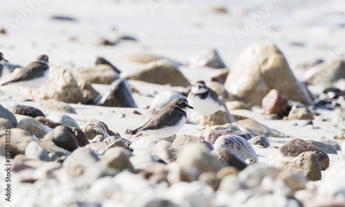 Semipalmated Plover (Charadrius semipalmatus) on a White Sand Rocky Beach in Mexico
