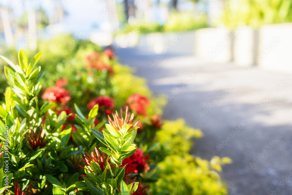 Beautiful Walkway in Mexico with Plants and Dense Vegetation. Colorful Flowers in Bloom Beautiful Walkway in Mexico with Plants and Dense Vegetation. Colorful Flowers in Bloom