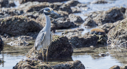 Adult Yellow-crowned Night-Heron (Nyctanassa violacea) Perched on Rocks Near the Ocean in Mexico © RachelKolokoffHopper