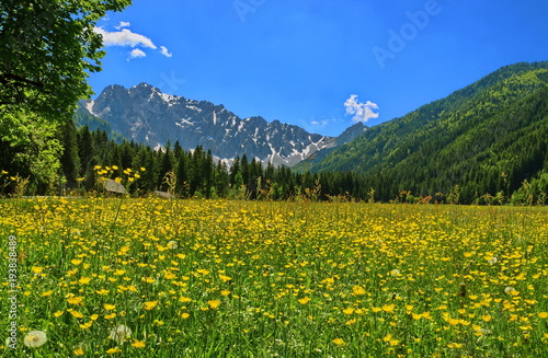 Blumenwiese im Bodental / Südkärnten / Österreich