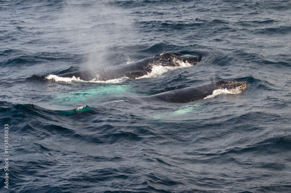Humpback Whales Blowing at Water Surface Humpback Whales Blowing at Water Surface