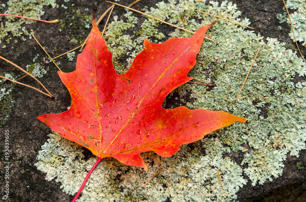 Red Maple Leaf on White Lichen Moss Covered Rock Red Maple Leaf on White Lichen Moss Covered Rock