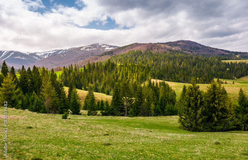 spruce forest on rolling hills in springtime. gorgeous landscape of Pylypets valley in Carpathian mountains, Borzhava mountain ridge with snowy tops in the distance