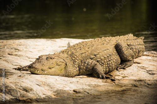 Mugger Crocodile resting on rock