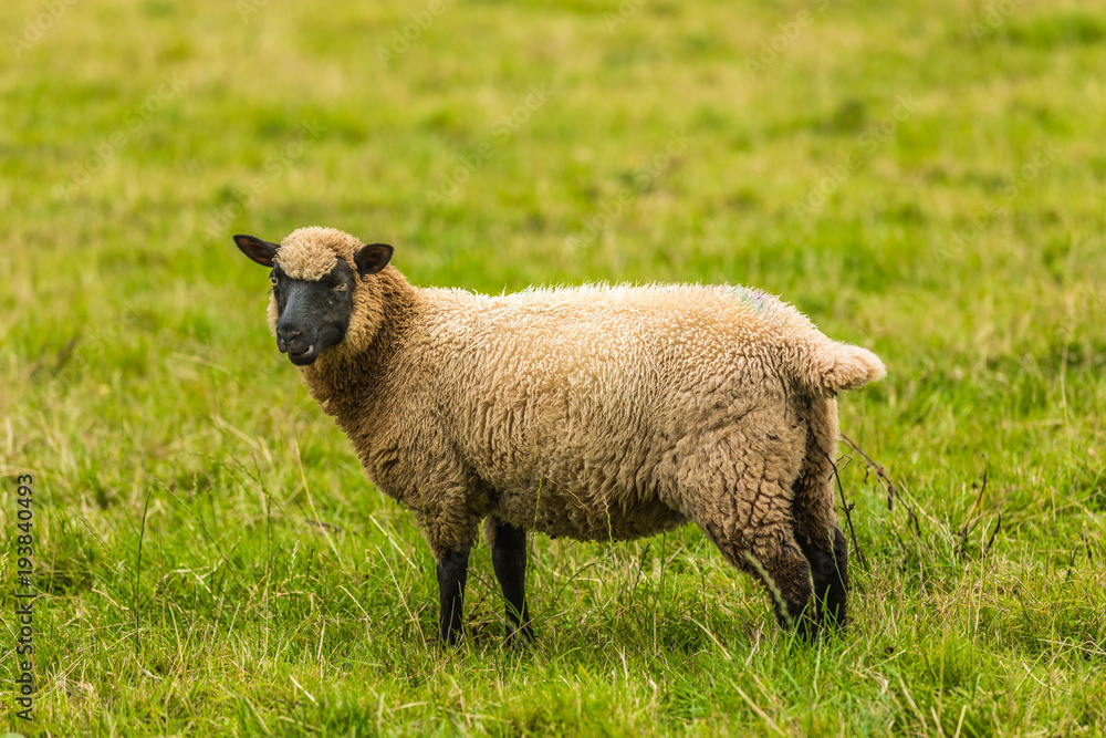 Fototapeta premium Welsh sheep in the field.