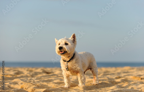 West Highland White Terrier dog outdoor portrait standing on sand beach
