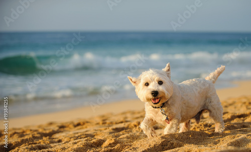 West Highland White Terrier dog outdoor portrait walking on ocean beach
