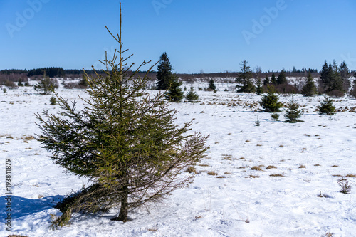 Fototapeta Naklejka Na Ścianę i Meble -  hohes Venn als Naherholungsgebiet im Winter