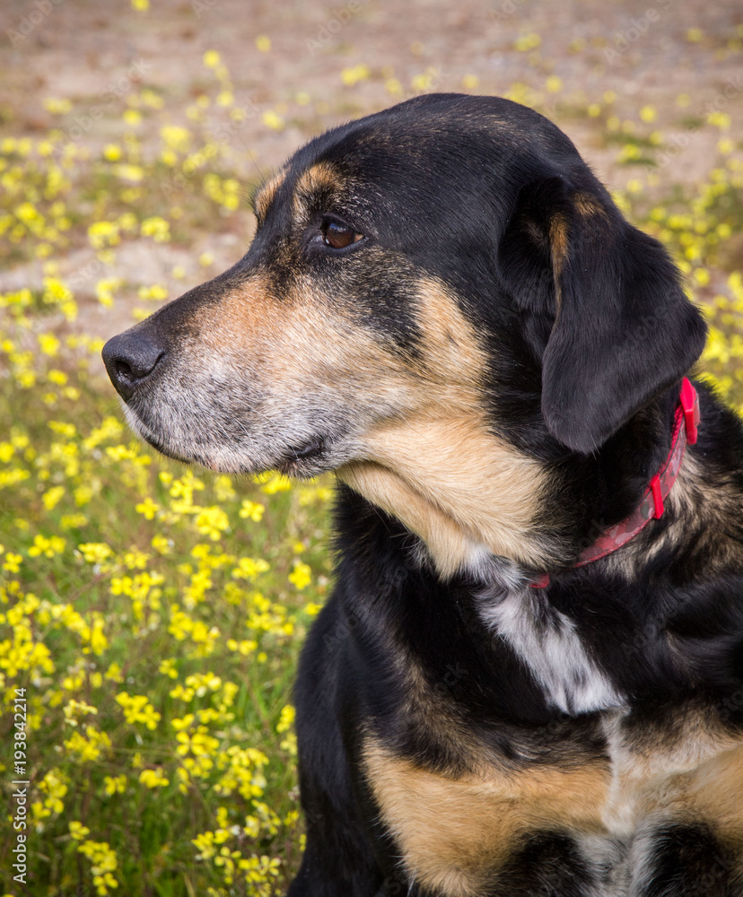 dog portrait with yellow flowers background