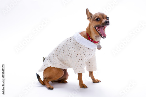 Shorthaired yawning chihuahua  white background. Beautiful little chihuahua dog in white blouse isolated on white background. Little dressed dog girl  studio shot.