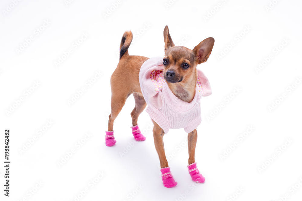 Dressed russian chihuahua, studio shot. Sleek-haired brown toy chihuahua wearing pink sweater and shoes, isolated on white background. Purebred mini dog.