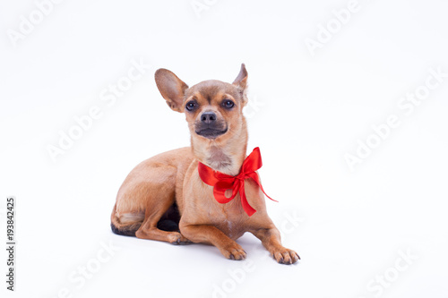 Lovely russian toy chihuahua with red bow. Adorable purebred sleek-haired chihuahua dog with red ribbon on neck lying on white background, studio shot. Perfect Christmas gift.