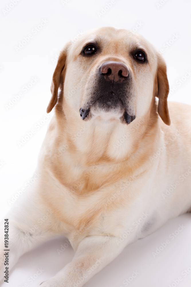 Young labrador retriever, several months old. Golden Retriever puppy in front of a white background, studio shot. Obedient purebred pet.