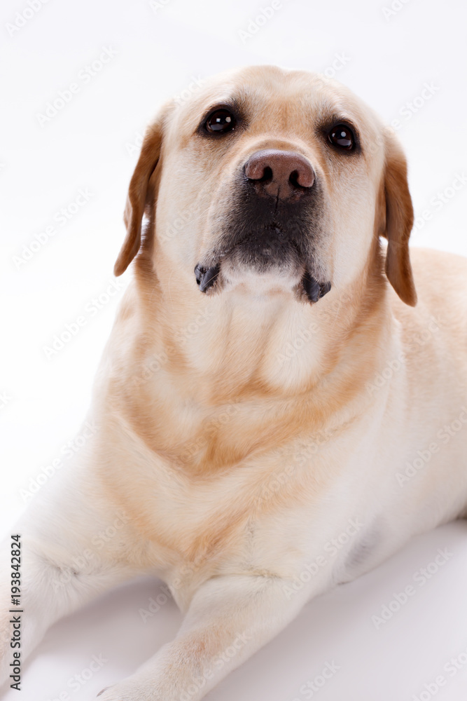 Young labrador retriever, several months old. Golden Retriever puppy in front of a white background, studio shot. Obedient purebred pet. Young labrador retriever, several months old. Golden Retriever puppy in front of a white background, studio shot. Obedient purebred pet.