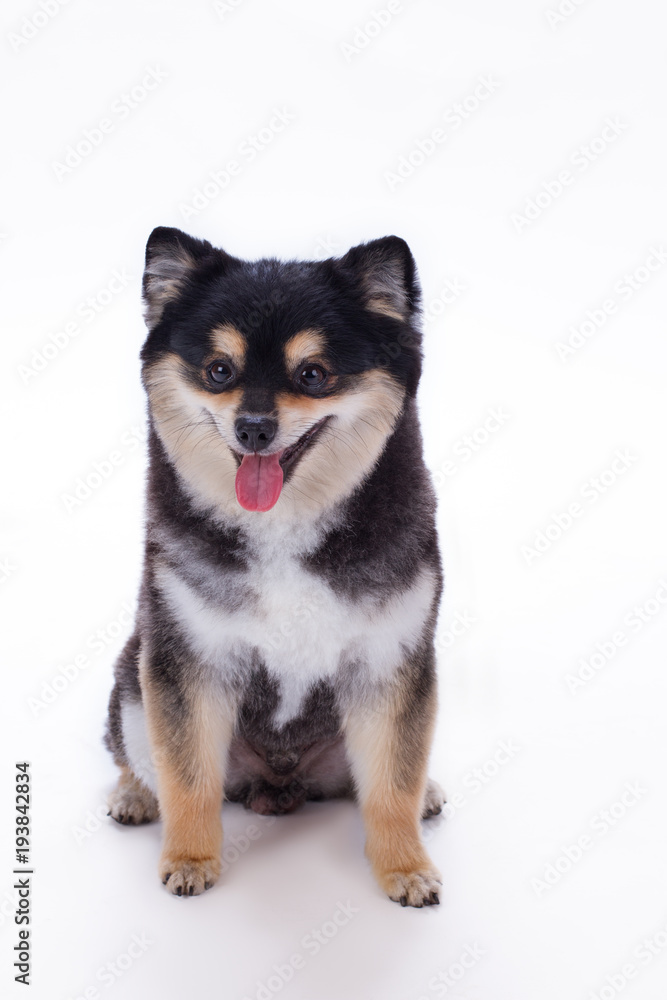 Studio portrait of adorable pomeranian spitz. Lovely black and white purebred spitz isolated on white background. Friendly domestic dog. Studio portrait of adorable pomeranian spitz. Lovely black and white purebred spitz isolated on white background. Friendly domestic dog.