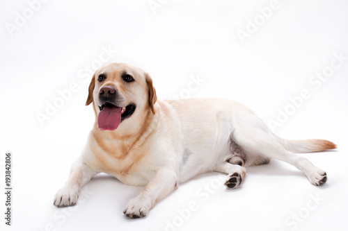 Studio shot of young beautiful labrador. Cute labrador dog lying isolated on white background.