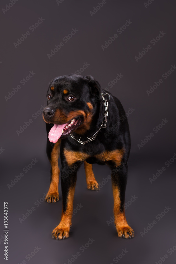 Young beautiful rottweiler on dark background. Cute several month old rottweiler dog standing on dark background, sudio shot. Real guard dog.