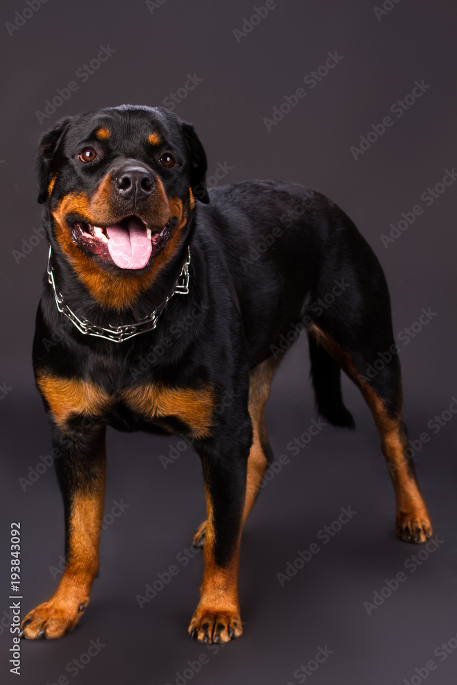 Young dog of breed a rottweiler. Beautiful purebred rottweiler dog standing in studio. Strong and dangerous security. Young dog of breed a rottweiler. Beautiful purebred rottweiler dog standing in studio. Strong and dangerous security.