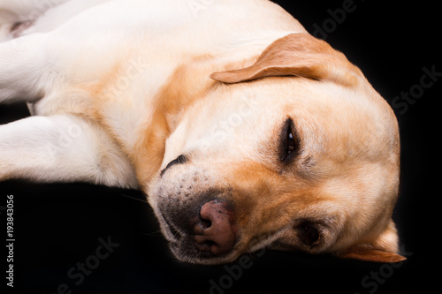 Beautiful sleeping labrador, studio portrait. Studio portrit of yellow labrador retriever sleeping on black background. Lovely domestic pet.