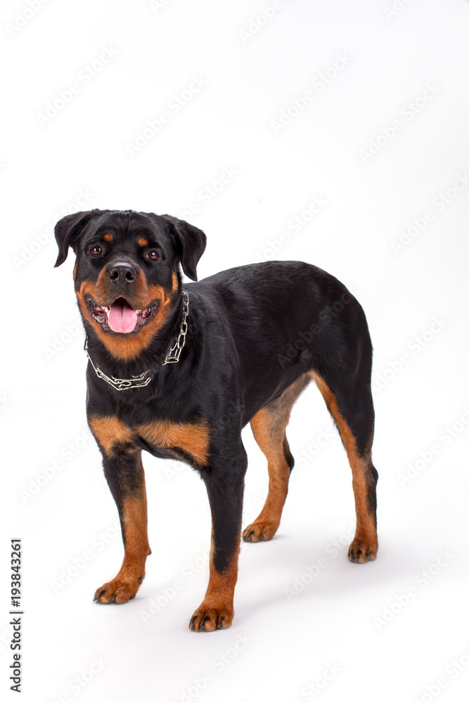 Purebred young rottweiler, studio shot. Domesticated rottweiler dog standing on white background. Beautiful puppy, studio portrait.