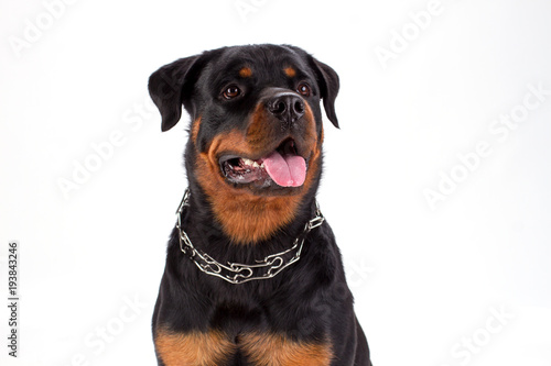 Close up studio portrait of young rottweiler. Adorable rottweiler dog with chain on neck isolated on white background.