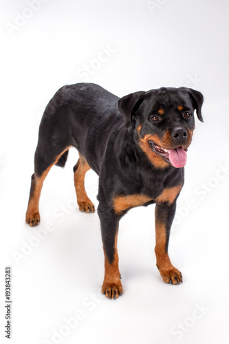 Young pedigree dog  white background. Adorable young rottweiler dog isolated on white background  studio shot. Muscular domestic security.