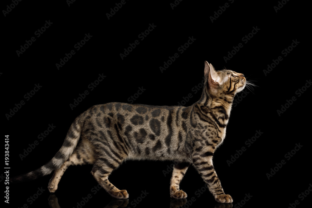 Bengal Kitten Walking on isolated on Black Background with reflection, side view