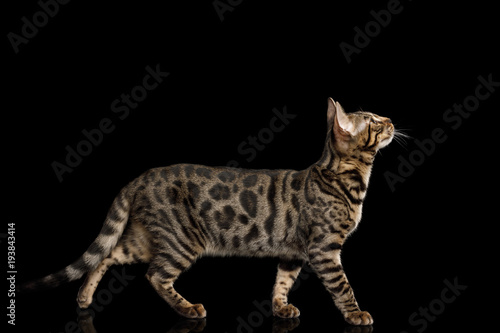 Bengal Kitten Walking on isolated on Black Background with reflection, side view © seregraff
